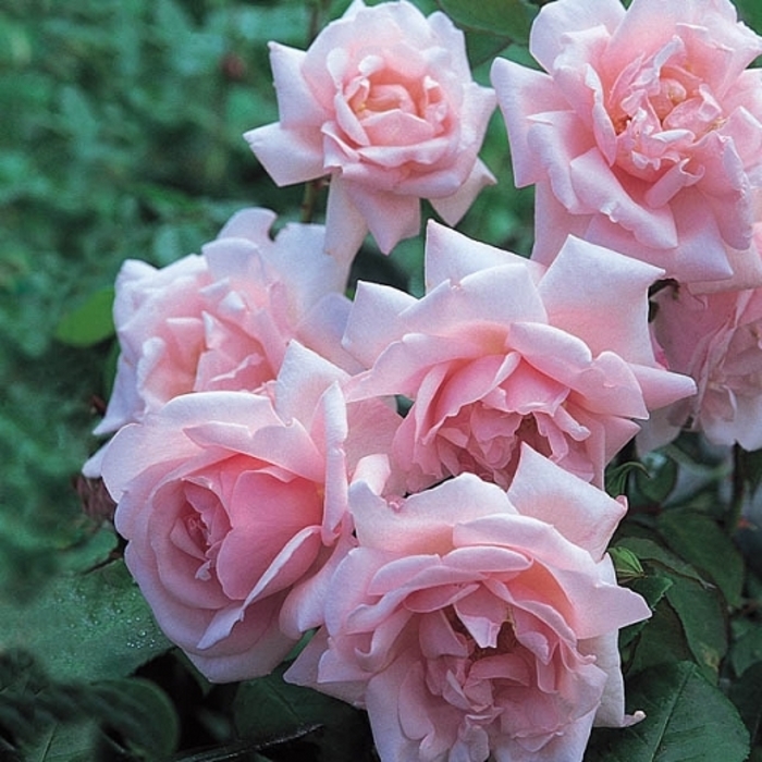 New Dawn Rose - Rosa 'New Dawn' from E.C. Brown's Nursery