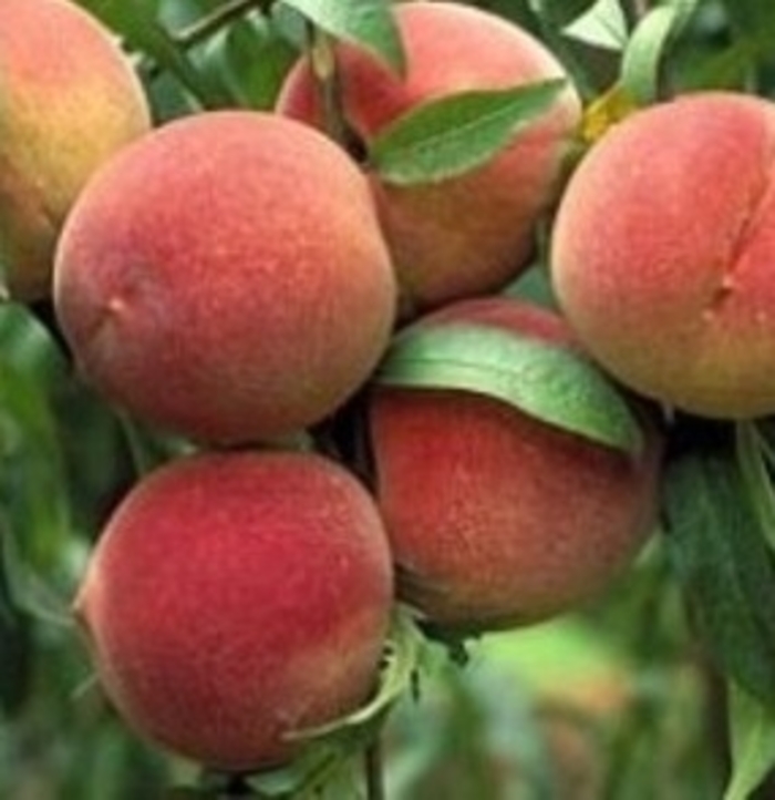 Elberta Peach - Prunus x 'Elberta' from E.C. Brown's Nursery