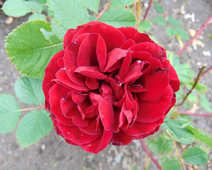 Hope for Humanity Climbing Red Rose - Rosa x 'Hope for Humanity' from E.C. Brown's Nursery