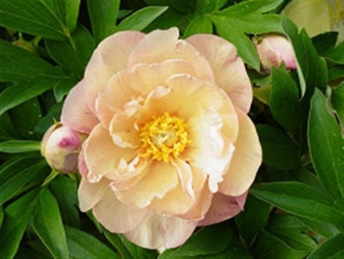 ITOH Singing in the Rain - Paeonia 'ITOH 'Singing in the Rain' from E.C. Brown's Nursery