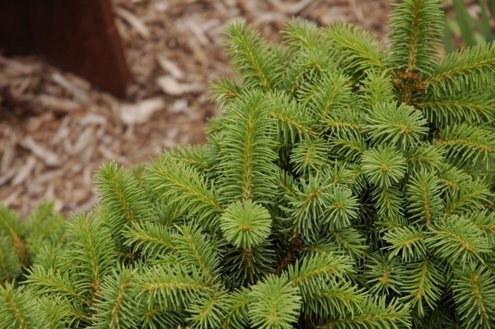 Swedonia Dwarf Norway Spruce - Picea abies 'Swedonia' from E.C. Brown's Nursery