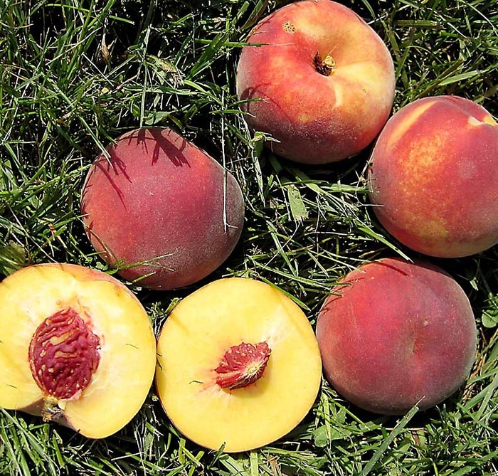 Bailey Hardy Peach - Prunus x (peach) ''Bailey Hardy'' from E.C. Brown's Nursery