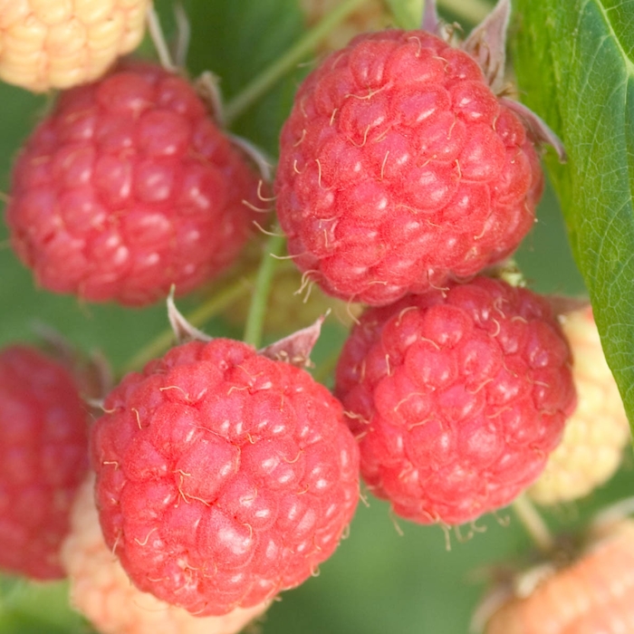 Prelude Raspberry - Rubus 'Prelude' from E.C. Brown's Nursery