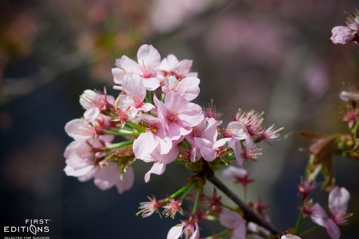 Spring Wonder Sargent Cherry - Prunus sargentii 'Spring Wonder' from E.C. Brown's Nursery