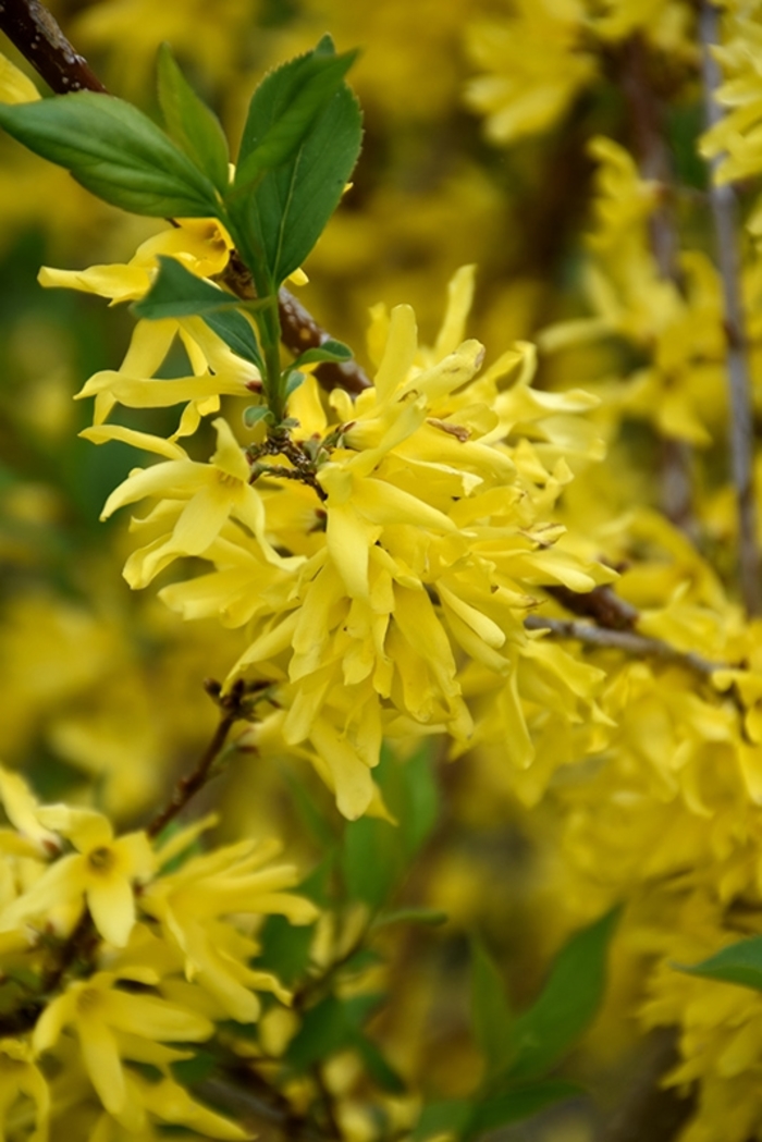 New Hampshire Gold Forsythia - Forsythia x 'New Hampshire Gold' from E.C. Brown's Nursery