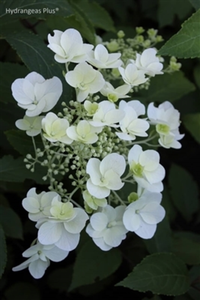 White Moth Hydrangea - Hydrangea paniculata 'White Moth' from E.C. Brown's Nursery