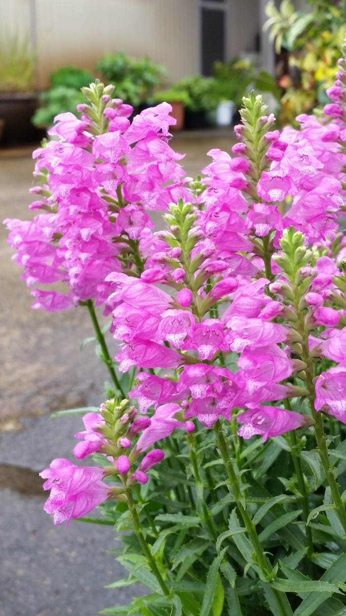 Obedient Plant - Physostegia virginiana 'Autumn Carnival from E.C. Brown's Nursery