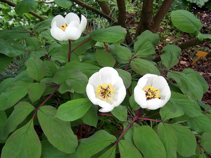 Woodland Peony - Paeonia obovata from E.C. Brown's Nursery