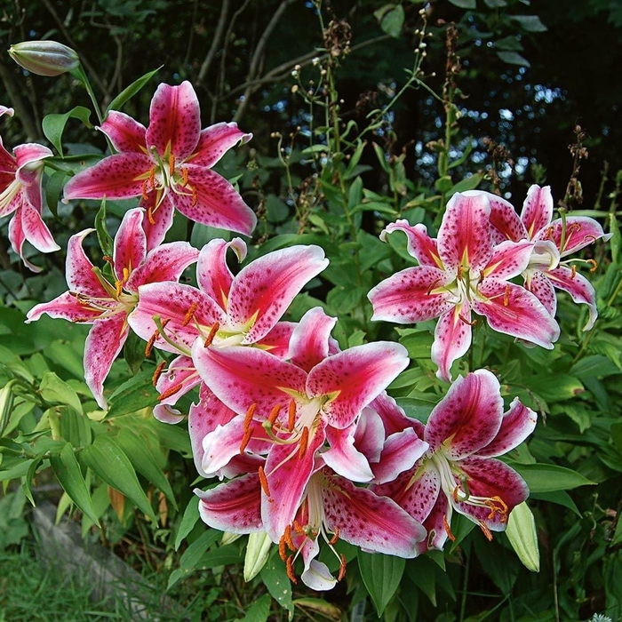 Star Gazer Oriental Lily - Lilium 'Star Gazer' (Oriental Lily) from E.C. Brown's Nursery