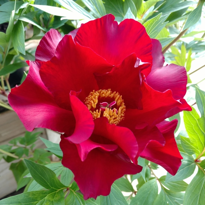 Scarlet Heaven Itoh Peony - Paeonia 'Scarlet Heaven' (Itoh Peony) from E.C. Brown's Nursery