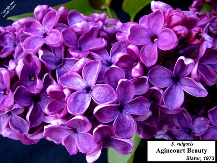 Albert F. Holden Lilac - Syringa vulgaris 'Albert F. Holden' (Lilac) from E.C. Brown's Nursery