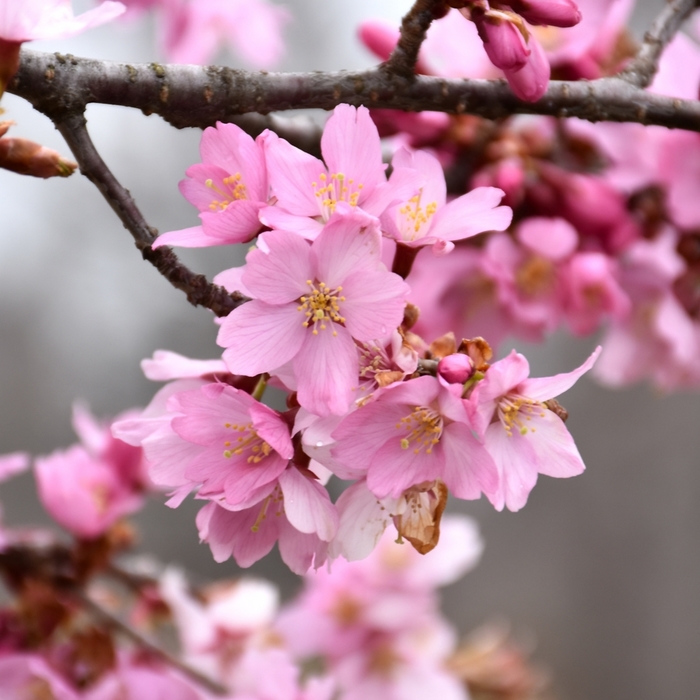 Pink Flair® Cherry - Prunus sargentii 'JFS-KW58' PPAF (Cherry) from E.C. Brown's Nursery