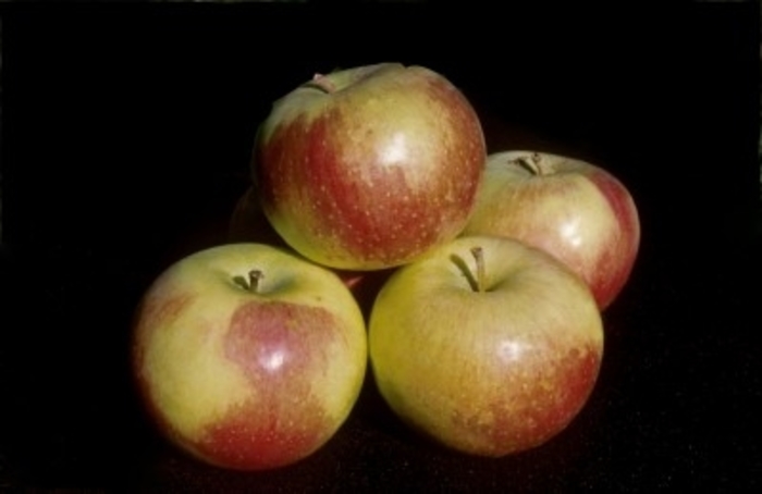 Wodarz Apple - Apple x 'Wodarz' from E.C. Brown's Nursery