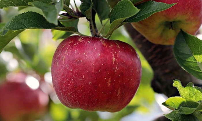 Cortland Apple - Apple 'Cortland' from E.C. Brown's Nursery