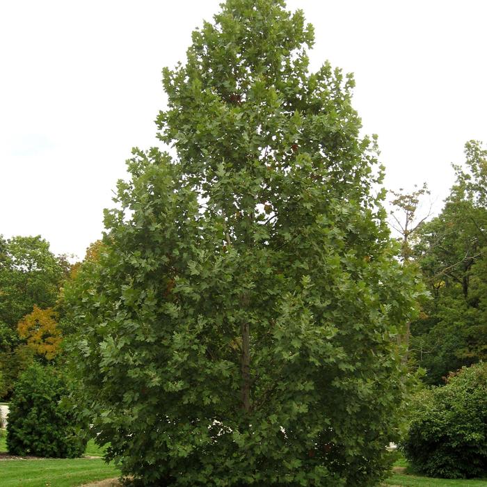 'Exclamation!™' London Planetree - Platanus x acerifolia from E.C. Brown's Nursery