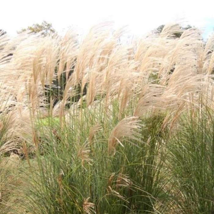 Scout Maiden Grass - Miscanthus sinensis 'Scout' from E.C. Brown's Nursery