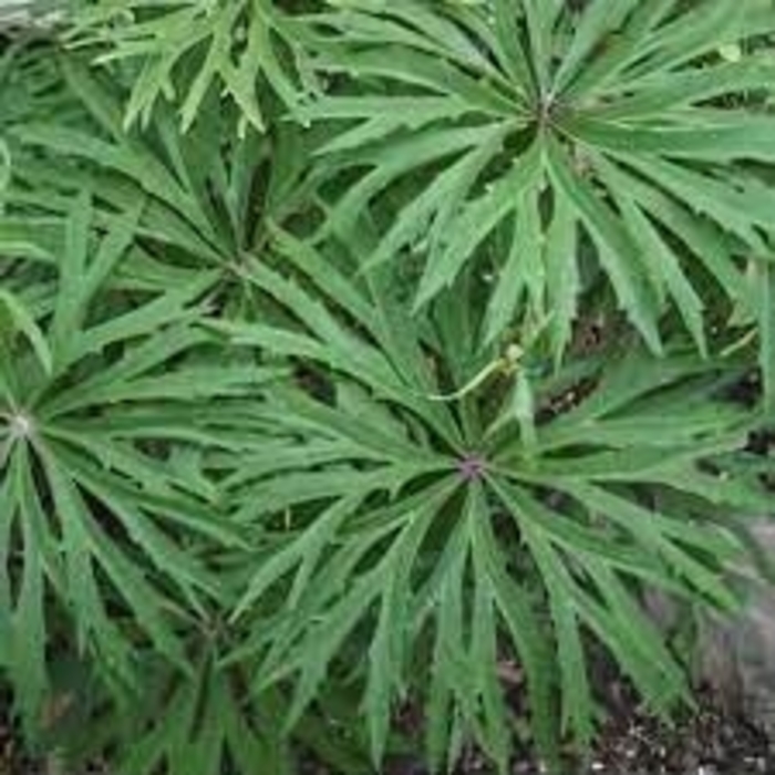 Shredded Umbrella plant - Syneilesis aconitifolia from E.C. Brown's Nursery