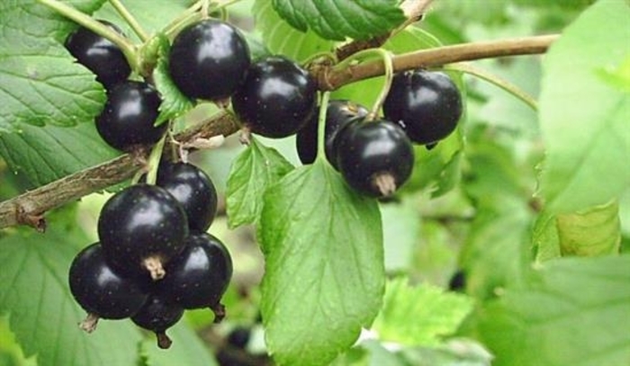 Belorusskaya Black Currant - Ribes nigra 'Beloarusskaya' from E.C. Brown's Nursery