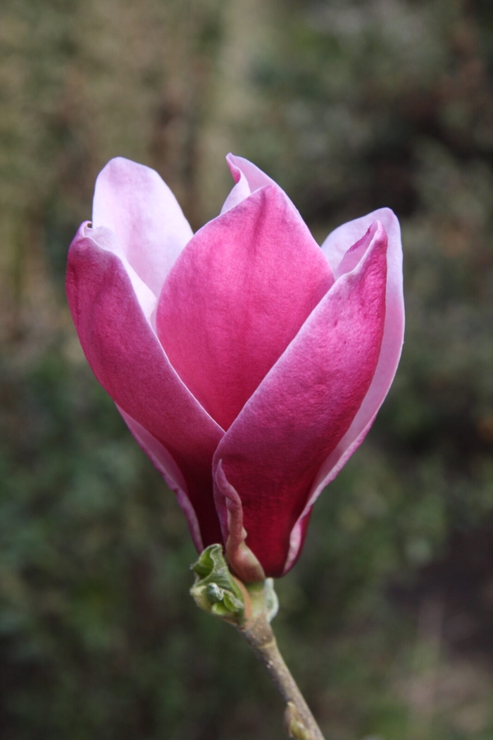 March Til Frost Magnolia - Magnolia x 'March Til Frost' from E.C. Brown's Nursery