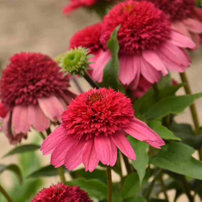 Double Dipped™ 'Watermelon Sugar' - Echinacea (Coneflower) from E.C. Brown's Nursery