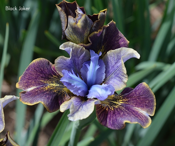 Peacock Butterfly® 'Black Joker' - Iris sibirica (Siberian Iris) from E.C. Brown's Nursery