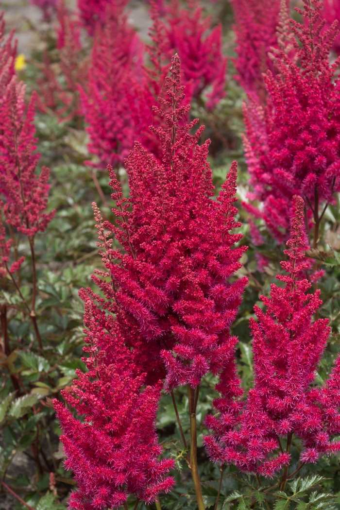 Lowlands Ruby Red Astilbe - Astilbe ch. 'Lowlands Ruby Red' from E.C. Brown's Nursery