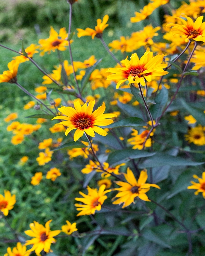 'Burning Hearts' False Sunflower - Heliopsis helianthoides var. scabra from E.C. Brown's Nursery
