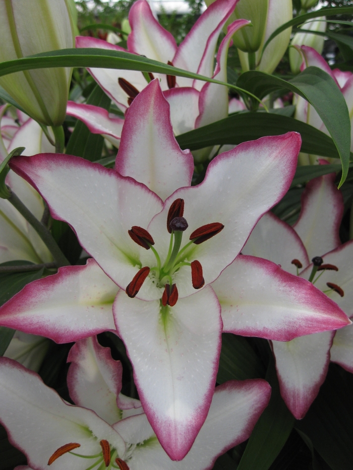 'The Edge' Oriental Lily - Lilium from E.C. Brown's Nursery