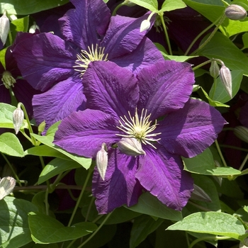 Clematis viticella 'Etoile Violette' - Clematis