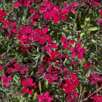 Dianthus deltoides - 'Confetti Red' Pinks