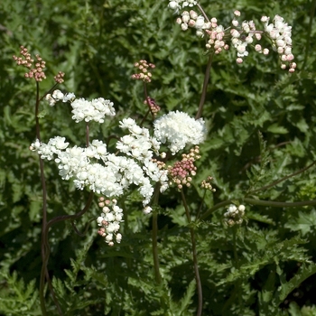Filipendula vulgaris 'Flora Plena' - Dropwort
