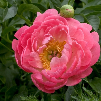 Paeonia 'Coral Sunset' - 'Coral Sunset' Peony