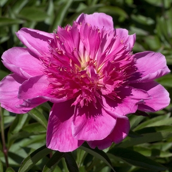 Paeonia 'Japanese Pink' - Peony