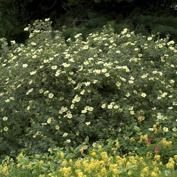 Potentilla fruticosa 'Primrose Beauty' - Primrose Beauty Cinquefoil