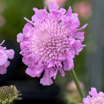 Scabiosa 'Pink Mist' - Pincushion Flower