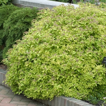 Spiraea japonica 'Mertyann' - Dakota Goldcharm® Spirea