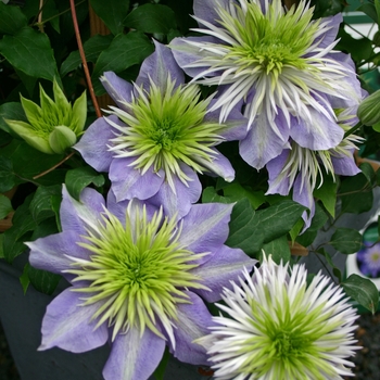Clematis hybrid 'Crystal Fountain' - Hybrid Clematis
