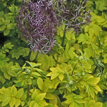 Filipendula ulmaria 'Aurea' - Meadowsweet