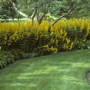 Lysimachia punctata (Yellow Loosestrife, Garden Loosestrife) - Yellow Loosestrife, Garden Loosestrife