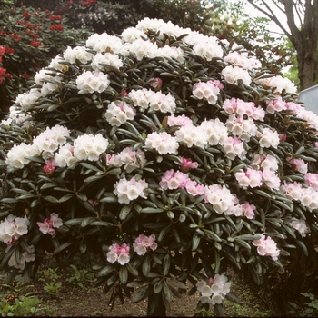 Rhododendron yakushimanum - Rhododendron