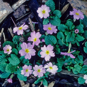 Primula vulgaris var sibthorpii - Primrose