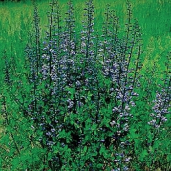 Baptisia x hybrida 'Purple Smoke' - Wild Indigo