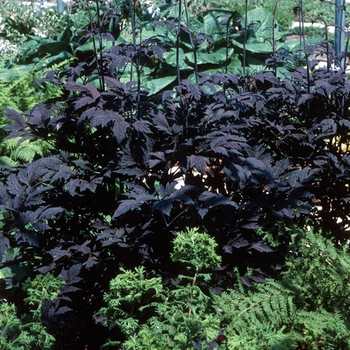 Cimicifuga ramosa 'Hillside Black Beauty' - Purple-leaf Bugbane
