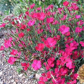 Dianthus deltoides ''Zing Rose'' - Maiden Pinks