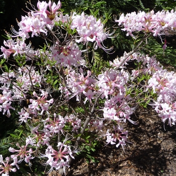 Rhododendron periclymenoides - Pinxterbloom Azalea