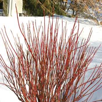Cornus stolonifera 'Arctic Fire' - Red-Osier Dogwood