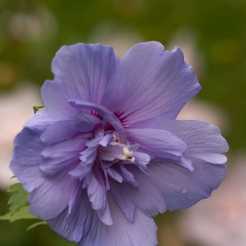 Hibiscus syriacus - Blue Chiffon®