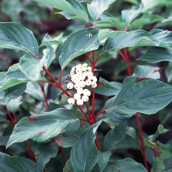 Cornus sericea baileyi - Red Twig Dogwood