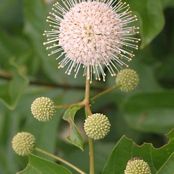Cephalanthus occidentalis - Sputnik Buttonbush