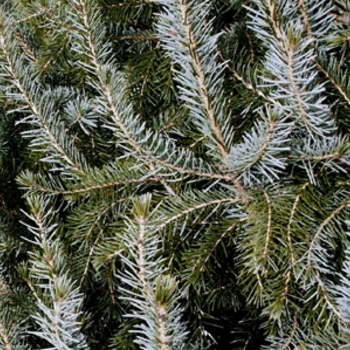 Picea omorika (Serbian Spruce) - Serbian Spruce